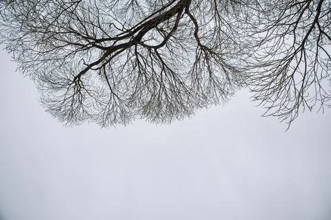 Abstract tree sky for wallpaper design. Nature background, copy space. Stock Photos