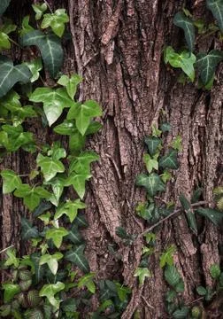 The abstract tree trunk texture pattern Stock Photos