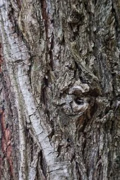 The abstract tree trunk texture pattern Stock Photos