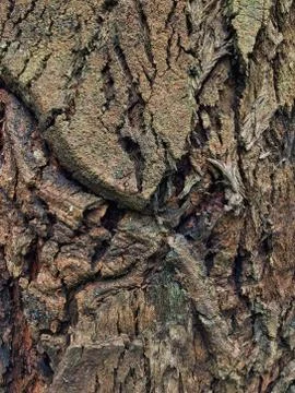 The abstract tree trunk texture pattern Stock Photos