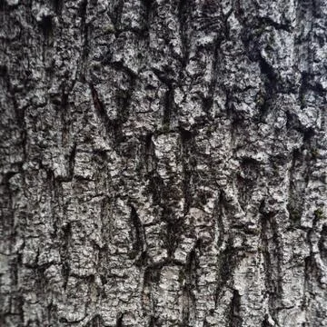 The abstract tree trunk texture pattern Foto stock