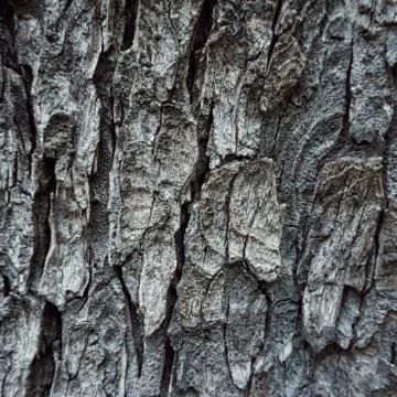 The abstract tree trunk texture pattern Stock Photos