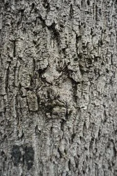 The abstract tree trunk texture pattern Stock Photos