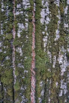 The abstract tree trunk texture pattern Stock Photos