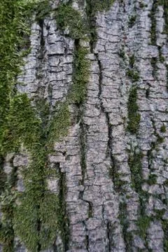The abstract tree trunk texture pattern Stockfoto's