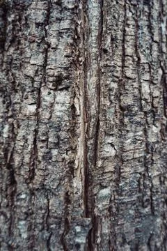 The abstract tree trunk texture pattern Foto stock