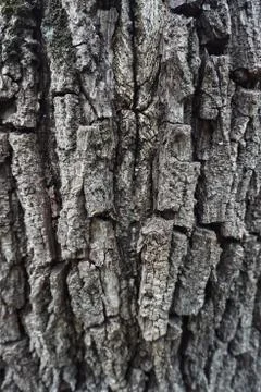 The abstract tree trunk texture pattern Stock Photos