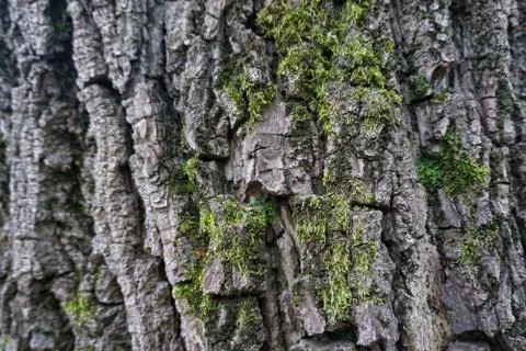 The abstract tree trunk texture pattern 스톡 사진