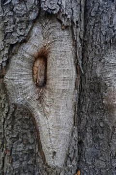 The abstract tree trunk texture pattern 스톡 사진