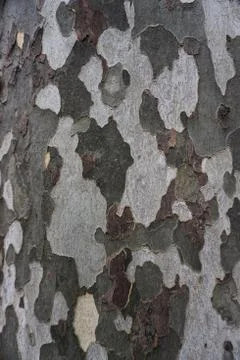 The abstract tree trunk texture pattern Stock Photos