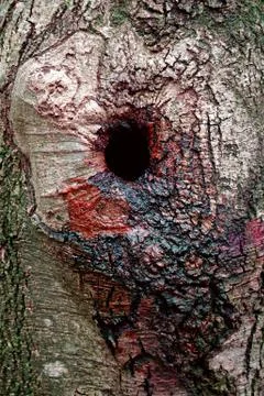The abstract tree trunk texture pattern Foto stock