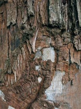 The abstract tree trunk texture pattern Stock Photos