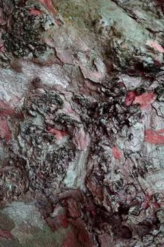 The abstract tree trunk texture pattern Stock Photos