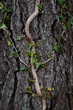 The abstract tree trunk texture pattern Stock Photos