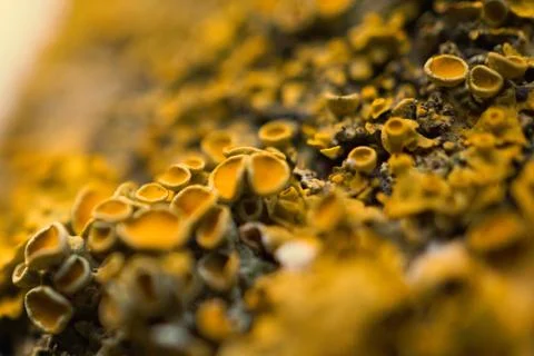 The abstract tree trunk texture pattern Stock Photos