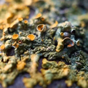 The abstract tree trunk texture pattern Stock Photos