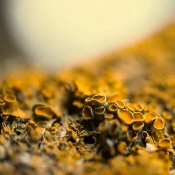 The abstract tree trunk texture pattern Stock Photos