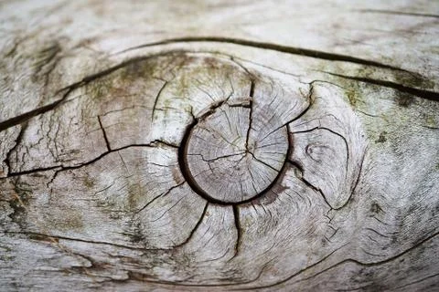 The abstract tree trunk texture pattern 스톡 사진