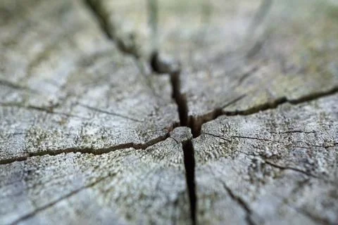 The abstract tree trunk texture pattern 스톡 사진