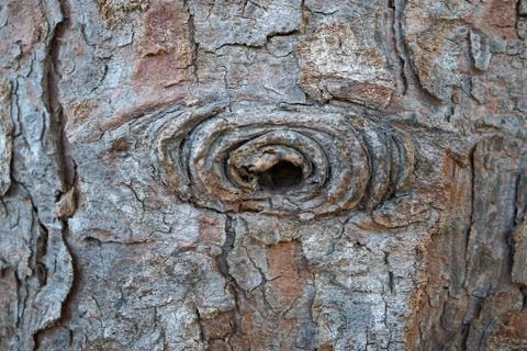 The abstract tree trunk texture pattern Stock Photos