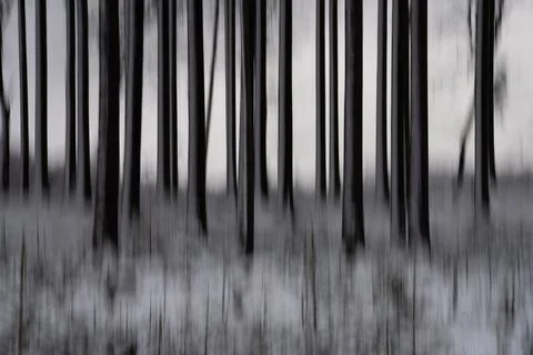 Abstract tree trunks in winter time forest of taunus, hesse, germany Stock Photos