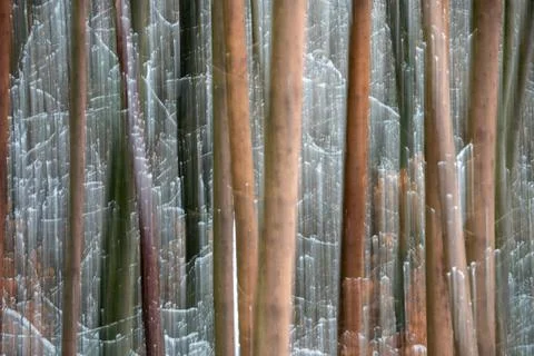 Abstract tree trunks in winter time forest of taunus, hesse, germany Stock Photos