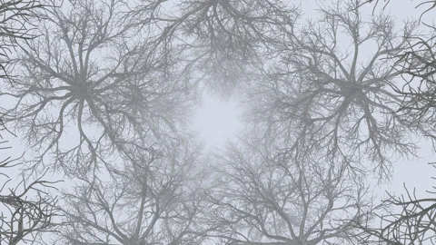 Abstract Tree Tunnel Stock Footage 244394823