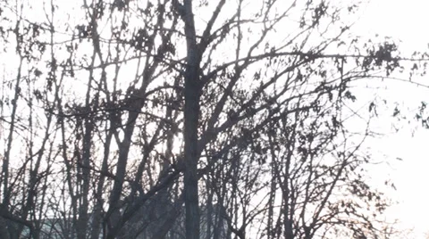 Abstract Trees And Branches With Sun Stock Footage 36793177