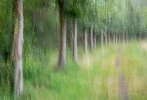 Abstract trees in a forest. Stock Photos