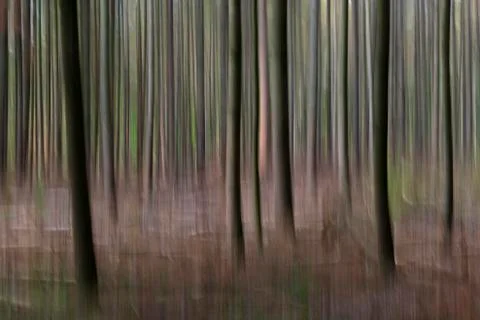 Abstract trees in a forest. Stock Photos