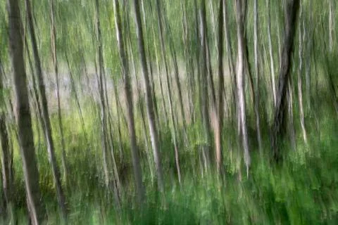 Abstract trees in a forest. Stock Photos