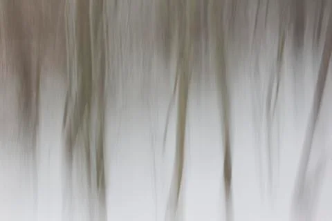 Abstract of trees in snow Stock Photos