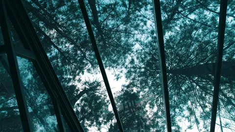 Abstract Treetops View Through Glass Ceiling Stock Footage 278505559
