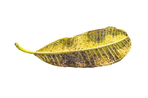 The Abstract Triangles line Close up Yellow tropical leaf (Plumeria, Frangipa Stock Photos
