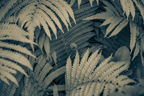 Abstract tropical backdrop with frond pattern. Curved fern leaves closeup. Fo Stock Photos