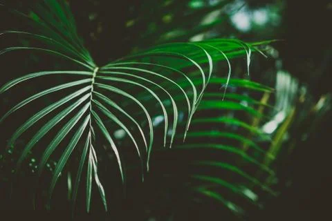 Abstract tropical background. Stock Photos