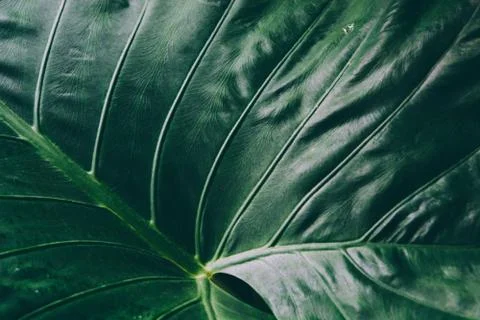 Abstract tropical background. Stock Photos