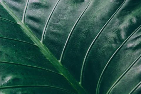 Abstract tropical background. 스톡 사진