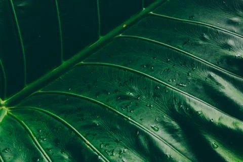 Abstract tropical background. Foto stock