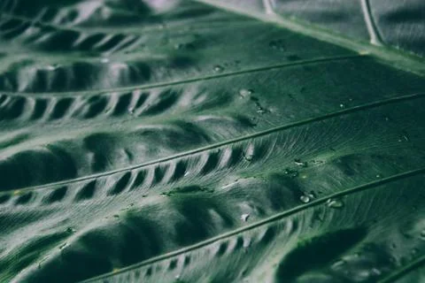 Abstract tropical background. 스톡 사진