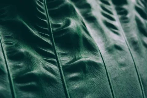 Abstract tropical background. Фото