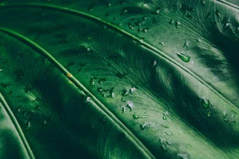 Abstract tropical background. Foto stock