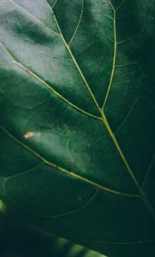 Abstract tropical background. Stock Photos