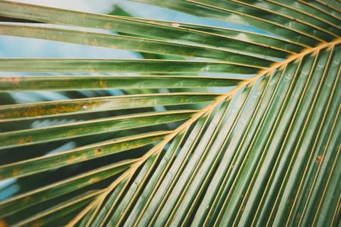 Abstract tropical background. Stock Photos