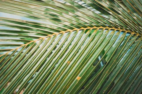 Abstract tropical background. 스톡 사진