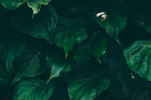 Abstract tropical background. Stock Photos