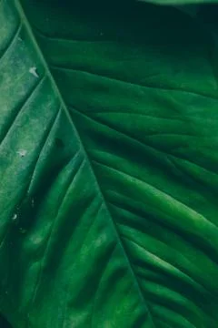 Abstract tropical background. Stock Photos