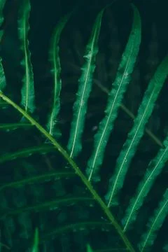 Abstract tropical background. Foto stock