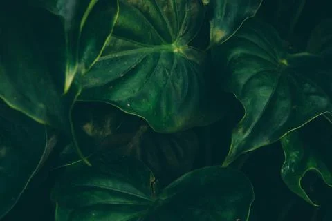 Abstract tropical background. 스톡 사진