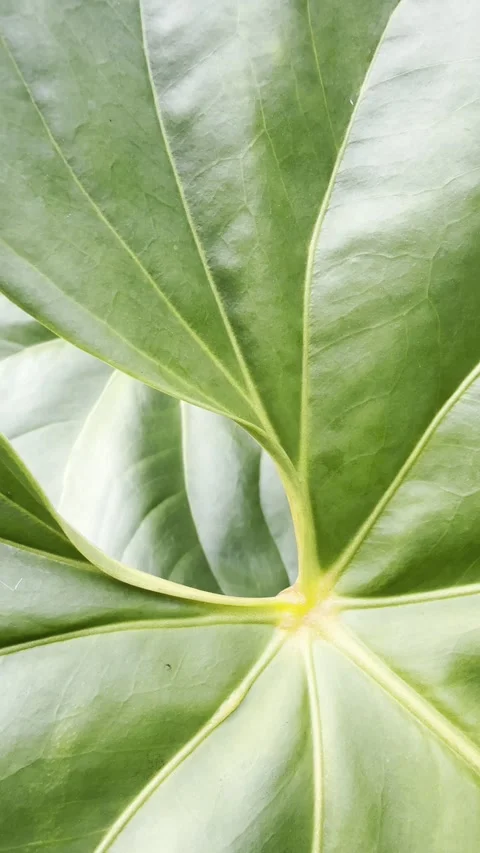 Abstract Tropical Green Leaf Layers with Natural Curves Vertical Stock Footage 342027540